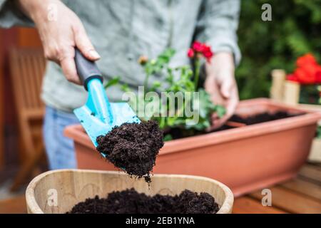 Frau, die Erde oder Kompost in Blumentopf mit Schaufel. Blumenhändler Pflanzen Blumen. Gartenarbeit im Frühjahr Stockfoto