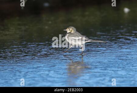 Trauerschnäpper Bachstelze Stockfoto