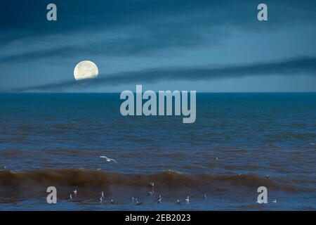 Gruppe von Möwen am Ufer des Strandes auf dem Wasser thront, Himmel mit Vollmond und Wolken. Stockfoto