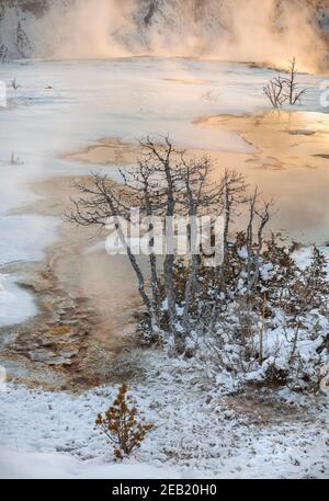 Yellowstone National Park, WY: Sonnenaufgang erleuchtet den Dampf der Thermalbäder auf den oberen Terrassen von Mammoth Hot Springs Stockfoto