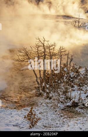 Yellowstone National Park, WY: Sonnenaufgang erleuchtet den Dampf der Thermalbäder auf den oberen Terrassen von Mammoth Hot Springs Stockfoto