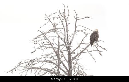 Yellowstone National Park, Wyoming: Weißkopfseeadler (Haliaeetus leucocephalus) in Lärche; Winter Stockfoto