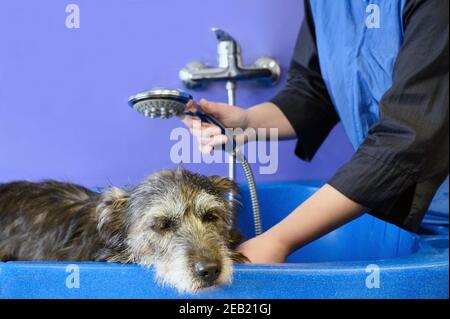 Professionelle Haustier Groomer waschen Hund in PET Pflege Salon. Hochwertige Fotos. Stockfoto