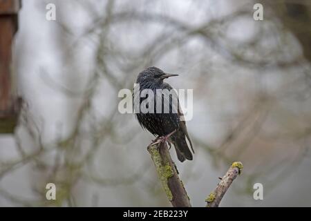 Der Einzelstar Sturnus vulgaris thront auf einem toten Ast Stockfoto