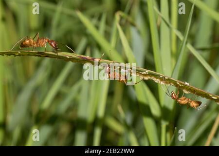 Ameisen, die eine Blattlauskolonie behielten. Stockfoto