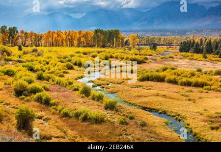Grand Teton National Park, WY: Bach fließt durch eine Wiese bei Blacktail Teiche mit einer Reihe von Baumwollwäldern in der Nachmittagssonne hinterleuchtet Stockfoto