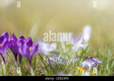 krokus im Frühling Biene auf Blume im Frühling Stockfoto