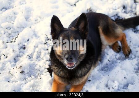 deutscher Schäferhund im Winterschnee Stockfoto