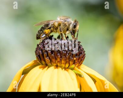 Eine Honigbiene sammelt Pollen bei Staubgefäßen in einer Blume. Eine Biene, die an einer Gartenblume arbeitet. Stockfoto