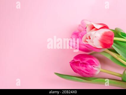 Nahaufnahme von Blumenstrauß mit schönen bunten Tulpen auf rosa Hintergrund mit Platz für Text kopieren. Entwurf für Grußkarte - Muttertag, Frauentag, 8 Stockfoto