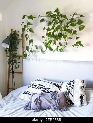 Devils Ivy hängt über dem Bett in Wandtopf Blumentopf, skandinavisch inspiriertes Innenraumdesign, Zimmerpflanzen, Schlafzimmer Dekor Stockfoto