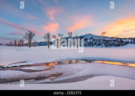 Yellowstone National Park, Wyoming: Bunte Wolken und Baumwollwälder spiegeln sich im Lamar River bei Sonnenuntergang im Lamar Valley mit Amethyst Peak in t Stockfoto