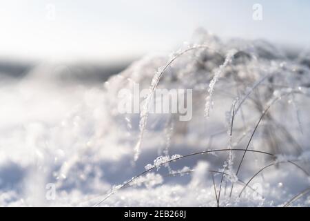 Trockene Grasstämme bedeckt mit Reif und Schnee an sonnigen frostigen Tagen im Winter. Stockfoto