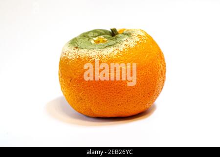 Eine beschädigte schimmelige Mandarine auf weißem Hintergrund Stockfoto
