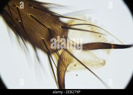 Unterschenkel mit Borsten und Krallen unter dem Lichtmikroskop, Vergrößerung 400-fach Stockfoto