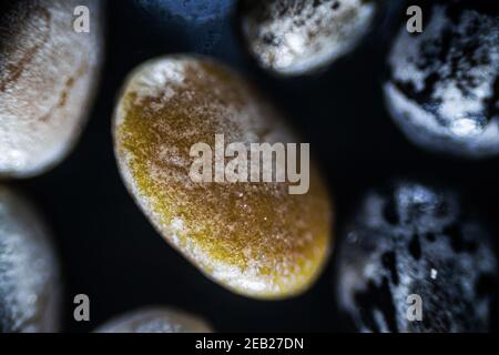 Chia Samen schließen unter dem Lichtmikroskop, Vergrößerung 40 mal, weicher Fokus Stockfoto