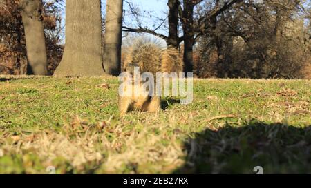 Neugierige Fuchshörnchen Stockfoto