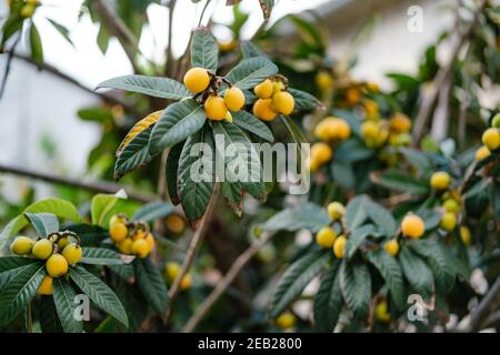 Nahaufnahme der gelben Früchte der japanischen Mispel in grünen Blättern. Stockfoto
