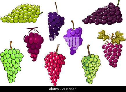 Trauben von süßen grünen und roten Trauben, isoliert auf weißem Hintergrund, für natürliche Ernährung oder Landwirtschaft Design Stock Vektor