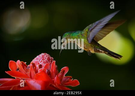 Schuppige-breasted Kolibri - Phaeochroa cuvierii Vogelart aus der Familie der. In Belize, Kolumbien, Costa Rica, Guatemala gefunden, Stockfoto