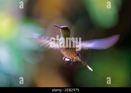 Schuppige-breasted Kolibri - Phaeochroa cuvierii Vogelart aus der Familie der. In Belize, Kolumbien, Costa Rica, Guatemala gefunden, Stockfoto