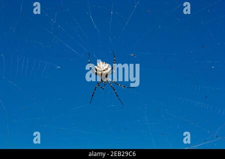 Bild von der Rückseite einer Tigerspinne der Argiope Lobata Typ unterstützt durch sein Netz mit dem Himmel Im Hintergrund Stockfoto