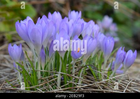 Lila schalenförmige Krokusblüten sind nach oben über grasartigen Blättern gestreift Mit weißem Mittelstreifen erscheinen sie im Spätswinter und Ziehen Sie Bienen an Stockfoto