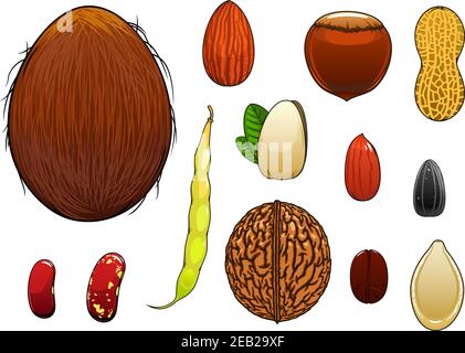 Kokosnuss, Mandel, Haselnuss, Pistazie, Kaffeebohne, ganze und geschälte Erdnüsse, Sonnenblumen-und Kürbiskerne, Walnuss, gemeinsame Bohnen mit Hülse in Cartoon sty Stock Vektor