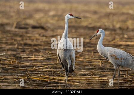 Ein Paar Sandhill Cranes in einem abgeflachten Maisfeld bei Das San Joaquin National Wildlife Refuge in Kalifornien USA Stockfoto