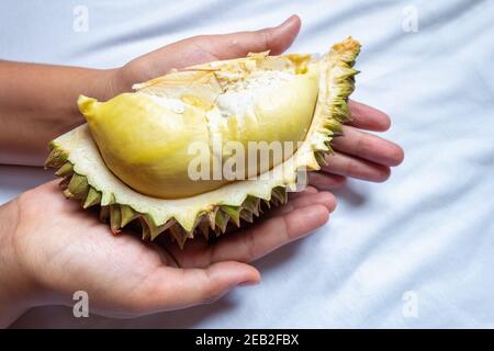 Nahaufnahme der weiblichen Hände hält ein Stück Durian Frucht auf isolierten Stoff Muster Hintergrund, Durians monthong tropische Früchte von Thailand. Stockfoto