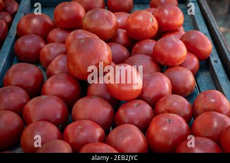 Verkauf von biologisch angebauten und von Hand geernteten Tomaten Stockfoto