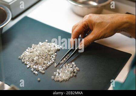 Manuelle Sortierung von Diamanten. Eine Hand mit Pinzette überträgt Diamanten von einem Stapel auf einen anderen Stockfoto