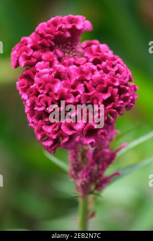 Indonesien Bali - Ubud - Roter Cockscomb - Celosia argentea var. cristata Stockfoto