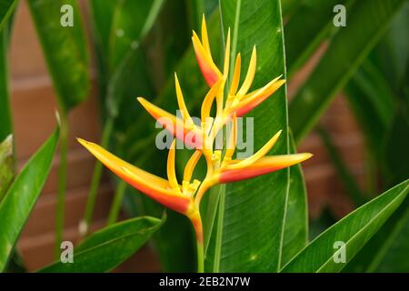 Indonesien Bali - Ubud Kranich Blume oder Paradiesvogel - Strelitzia reginae Stockfoto