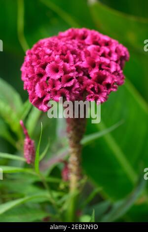 Indonesien Bali - Ubud - Roter Cockscomb - Celosia argentea var. cristata Stockfoto