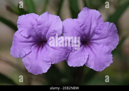 Indonesien Bali - Ubud Ruellia simplex - mexikanische Petunia - Mexikanischer Bluebell Stockfoto