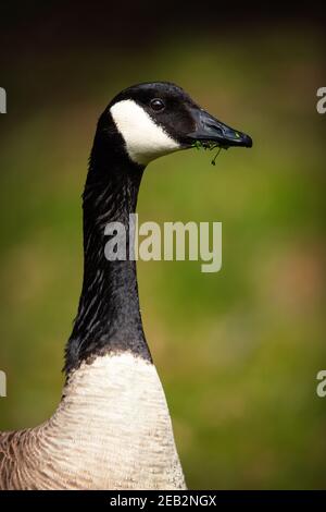 Kanadische Gänse (Branta canadensis) in Mountain View California Stockfoto