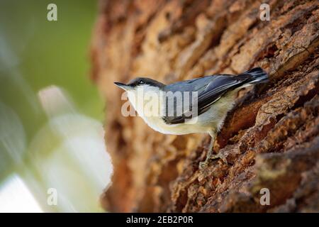 Pygmy Nuthatch (Sitta pygmaea) Vogel in Palo Alto, Kalifornien Stockfoto