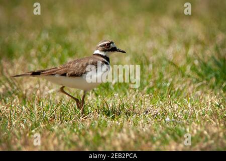 Killdeer (Charadrius vociferus) Vogel in Santa Ynez, Kalifornien Stockfoto