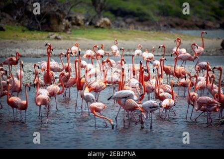 Der amerikanische Flamingo (Phoenicopterus ruber), auch bekannt als der karibische Flamingo, im Washington-Slagbaai-Nationalpark auf Bonaire Island Stockfoto