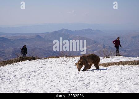 Duhok, Irak. Februar 2021, 11th. Ein Bär geht auf einem verschneiten Boden, nachdem er den Käfig verlassen hat.die Freilassung von sechs Bären im Gara-Berg im Duhok-Gouvernement in der Region Kurdistan im Irak, als Teil einer Initiative der American Kurdischen Kooperationsorganisation zum Schutz der Bären vor dem Aussterben, verschönern die Natur in der Region, Und retten Sie Bären aus der Gefangenschaft in Häusern, wo sie aus Basra und Maysan Provinzen im Südirak gebracht wurden. Kredit: SOPA Images Limited/Alamy Live Nachrichten Stockfoto