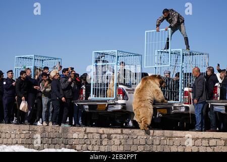 Duhok, Irak. Februar 2021, 11th. Ein Bär wird aus seinem Käfig entlassen, um seine Freiheit zu finden.die Freilassung von sechs Bären im Gara-Berg im Duhok-Gouvernement in der Region Kurdistan im Irak im Rahmen einer Initiative der American Kurdischen Kooperationsorganisation zum Schutz der Bären vor dem Aussterben, Verschönern Sie die Natur in der Gegend und retten Sie Bären aus der Gefangenschaft in Häusern, wo sie aus Basra und Maysan Provinzen im Südirak gebracht wurden. Kredit: SOPA Images Limited/Alamy Live Nachrichten Stockfoto