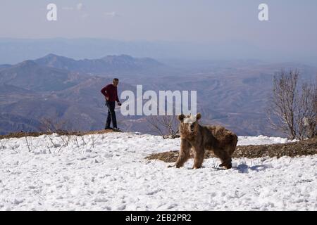 Duhok, Irak. Februar 2021, 11th. Ein Bär geht auf einem verschneiten Boden, nachdem er den Käfig verlassen hat.die Freilassung von sechs Bären im Gara-Berg im Duhok-Gouvernement in der Region Kurdistan im Irak, als Teil einer Initiative der American Kurdischen Kooperationsorganisation zum Schutz der Bären vor dem Aussterben, verschönern die Natur in der Region, Und retten Sie Bären aus der Gefangenschaft in Häusern, wo sie aus Basra und Maysan Provinzen im Südirak gebracht wurden. Kredit: SOPA Images Limited/Alamy Live Nachrichten Stockfoto