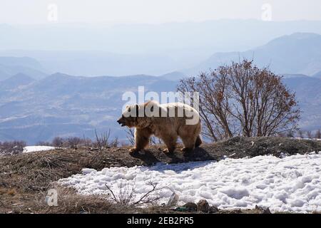 Duhok, Irak. Februar 2021, 11th. Ein Bär geht auf einem verschneiten Boden, nachdem er den Käfig verlassen hat.die Freilassung von sechs Bären im Gara-Berg im Duhok-Gouvernement in der Region Kurdistan im Irak, als Teil einer Initiative der American Kurdischen Kooperationsorganisation zum Schutz der Bären vor dem Aussterben, verschönern die Natur in der Region, Und retten Sie Bären aus der Gefangenschaft in Häusern, wo sie aus Basra und Maysan Provinzen im Südirak gebracht wurden. Kredit: SOPA Images Limited/Alamy Live Nachrichten Stockfoto