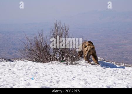 Duhok, Irak. Februar 2021, 11th. Ein Bär geht auf einem verschneiten Boden, nachdem er den Käfig verlassen hat.die Freilassung von sechs Bären im Gara-Berg im Duhok-Gouvernement in der Region Kurdistan im Irak, als Teil einer Initiative der American Kurdischen Kooperationsorganisation zum Schutz der Bären vor dem Aussterben, verschönern die Natur in der Region, Und retten Sie Bären aus der Gefangenschaft in Häusern, wo sie aus Basra und Maysan Provinzen im Südirak gebracht wurden. Kredit: SOPA Images Limited/Alamy Live Nachrichten Stockfoto