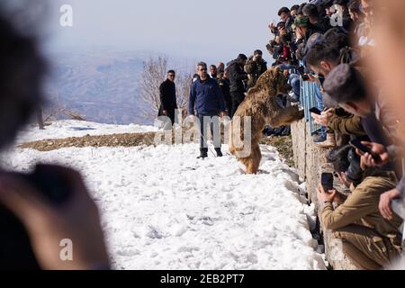 Duhok, Irak. Februar 2021, 11th. Eine Gruppe von Menschen beobachtet, wie der Bär aus seinem Käfig kommt.die Freilassung von sechs Bären im Gara-Berg im Duhok-Gouvernement in der Region Kurdistan im Irak, als Teil einer Initiative der American Kurdischen Kooperationsorganisation zum Schutz der Bären vor dem Aussterben, Verschönern Sie die Natur in der Gegend und retten Sie Bären aus der Gefangenschaft in Häusern, wo sie aus Basra und Maysan Provinzen im Südirak gebracht wurden. Kredit: SOPA Images Limited/Alamy Live Nachrichten Stockfoto