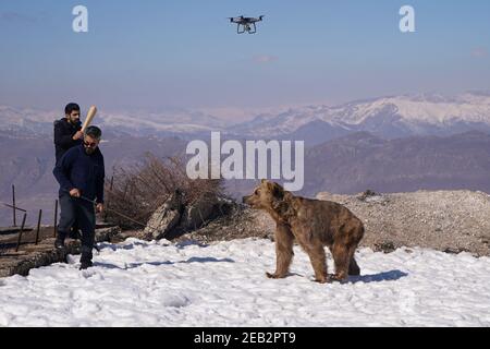 Duhok, Irak. Februar 2021, 11th. Ein Bär geht auf einem verschneiten Boden, nachdem er den Käfig verlassen hat.die Freilassung von sechs Bären im Gara-Berg im Duhok-Gouvernement in der Region Kurdistan im Irak, als Teil einer Initiative der American Kurdischen Kooperationsorganisation zum Schutz der Bären vor dem Aussterben, verschönern die Natur in der Region, Und retten Sie Bären aus der Gefangenschaft in Häusern, wo sie aus Basra und Maysan Provinzen im Südirak gebracht wurden. Kredit: SOPA Images Limited/Alamy Live Nachrichten Stockfoto