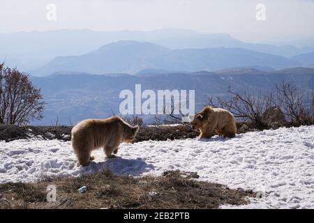 Duhok, Irak. Februar 2021, 11th. Zwei Bären gehen auf einem verschneiten Boden, nachdem sie den Käfig verlassen haben.die Freilassung von sechs Bären im Gara-Berg im Duhok-Gouvernement in der Region Kurdistan im Irak, als Teil einer Initiative der American Kurdischen Kooperationsorganisation zum Schutz der Bären vor dem Aussterben, verschönern die Natur in der Region, Und retten Sie Bären aus der Gefangenschaft in Häusern, wo sie aus Basra und Maysan Provinzen im Südirak gebracht wurden. Kredit: SOPA Images Limited/Alamy Live Nachrichten Stockfoto