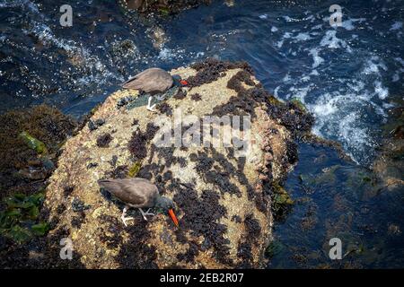 Der Schwarze Austernfänger (Haematopus bachmani) in Monterey Kalifornien Stockfoto