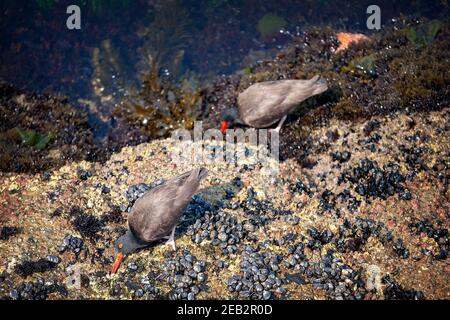 Der Schwarze Austernfänger (Haematopus bachmani) in Monterey Kalifornien Stockfoto